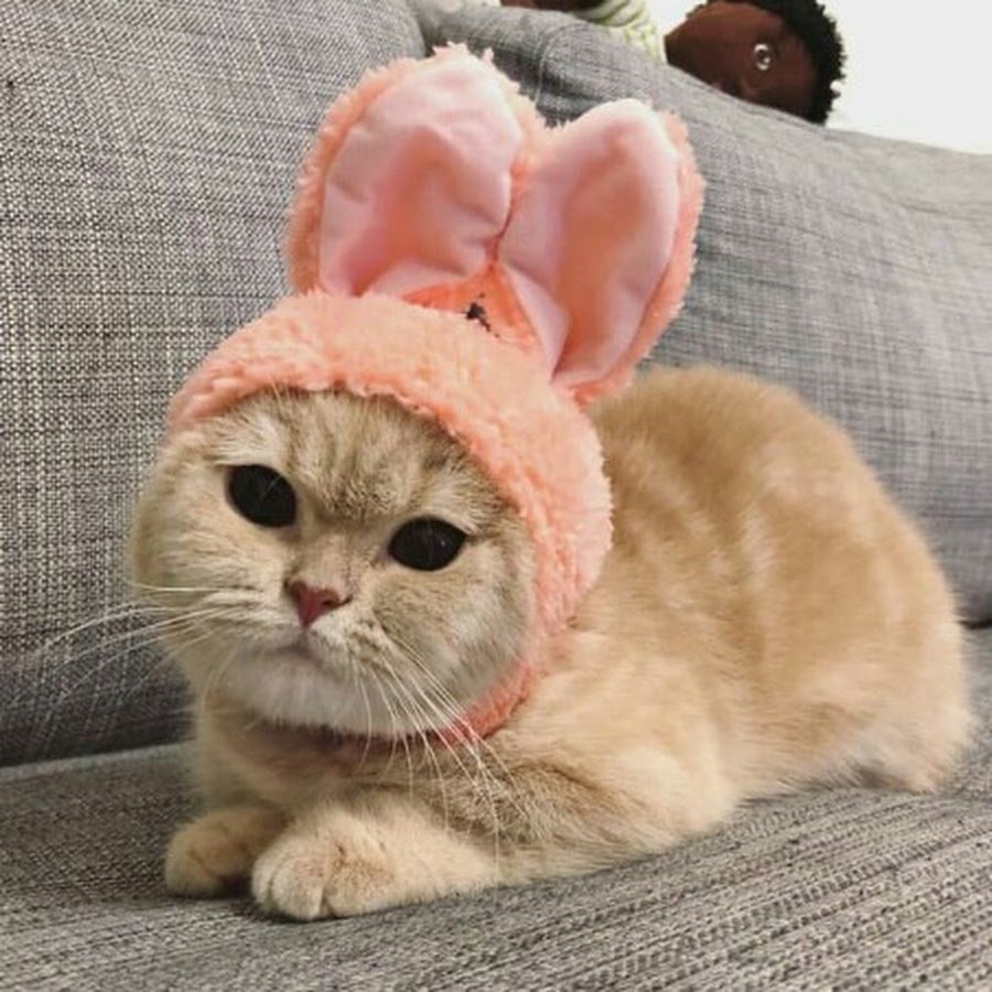 Котозаяц Австралия