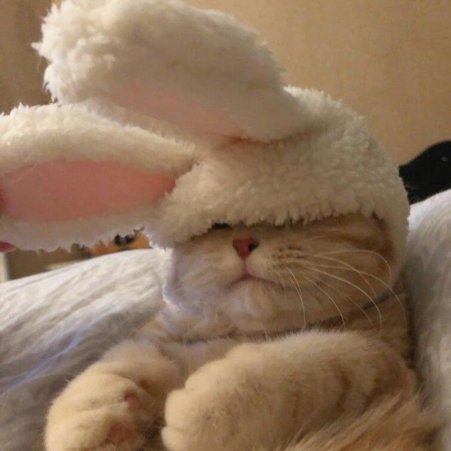 Милый котокролик