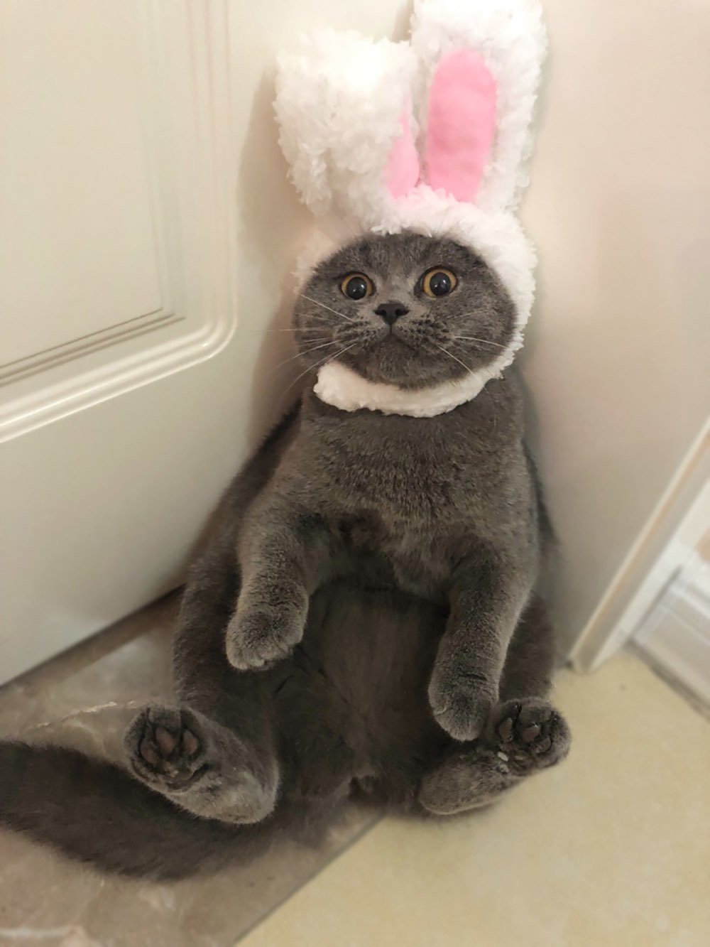 Котик с заячьими ушками