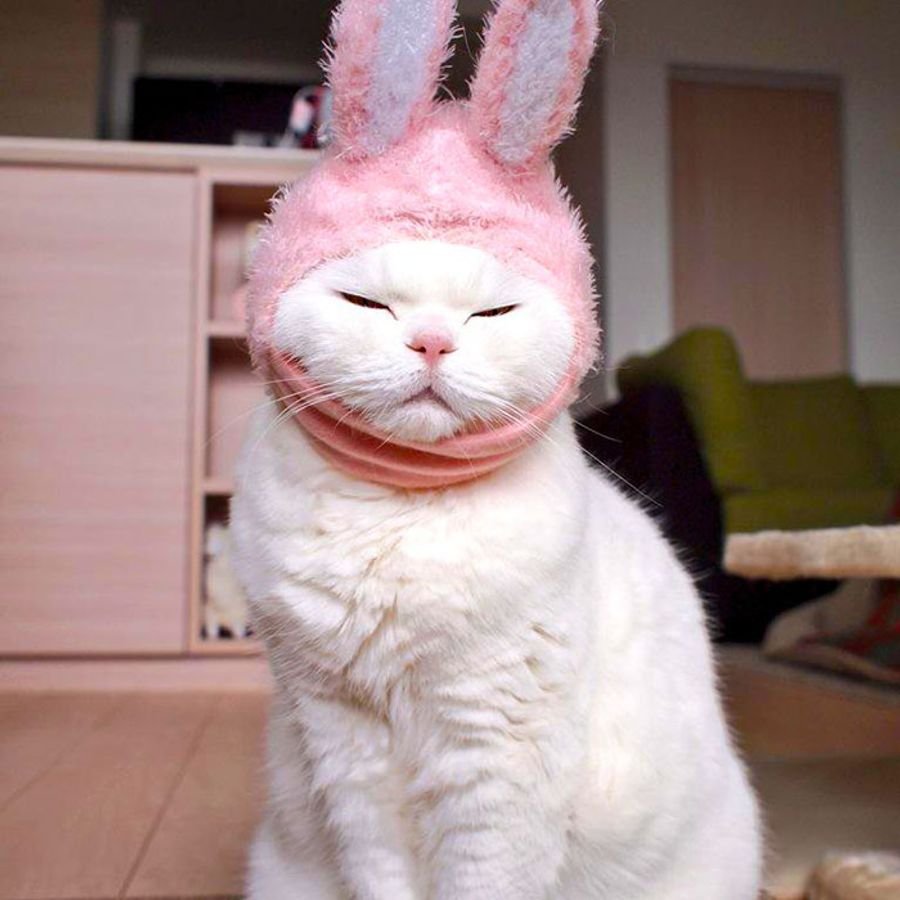 Зайцекот фото