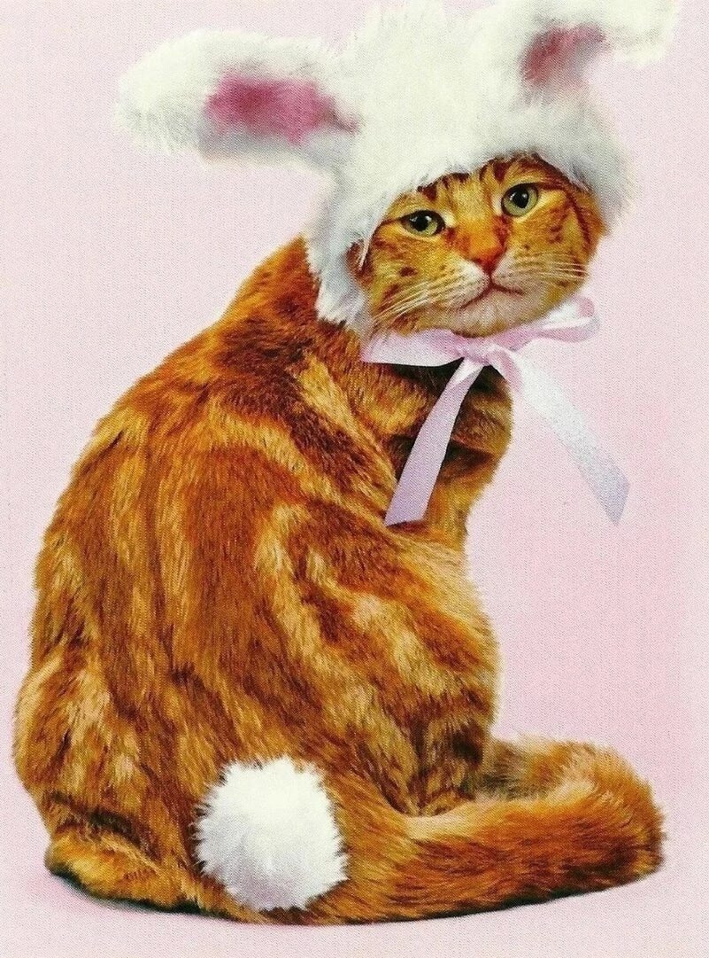 Костюм рыжего кота