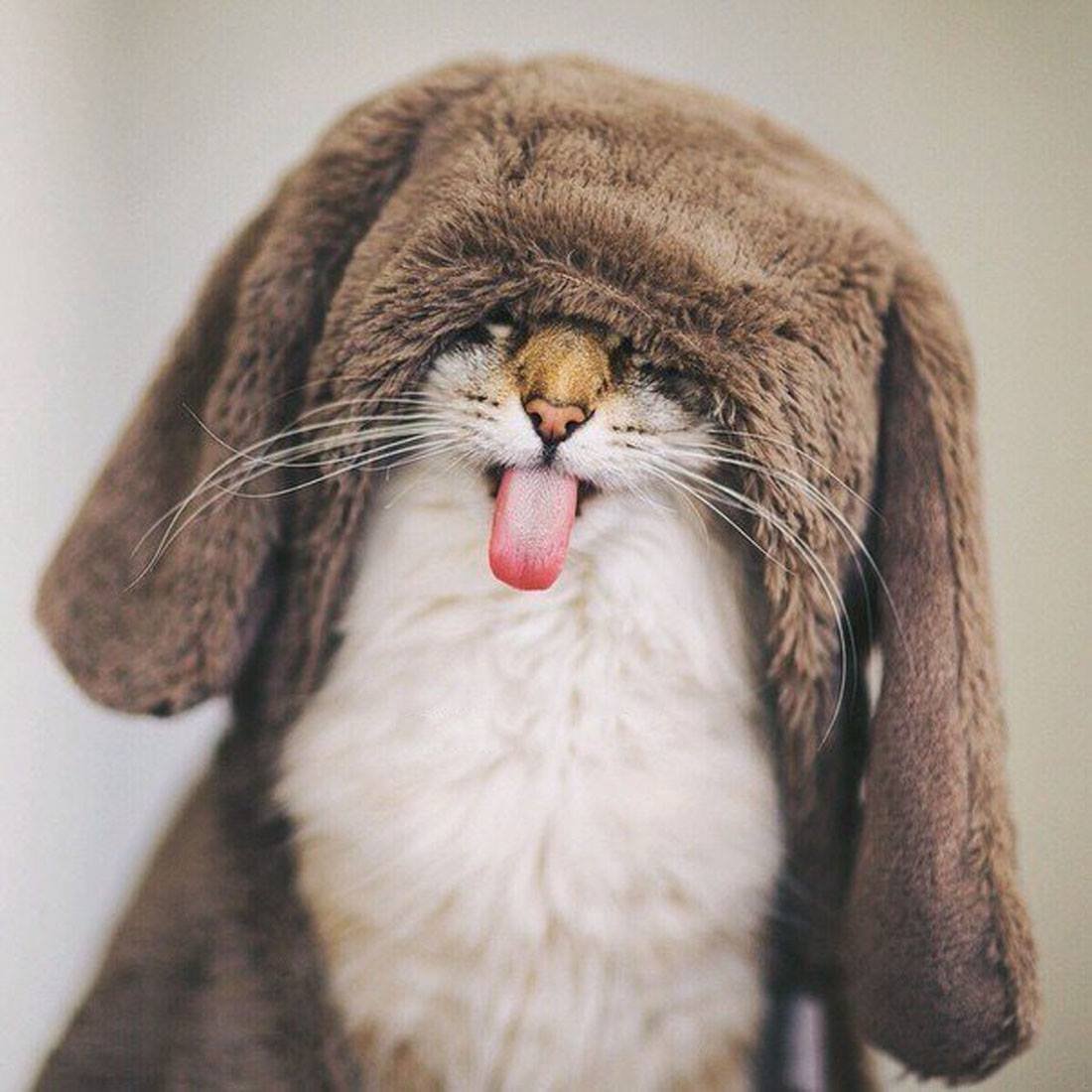 Кот с заячьими ушами