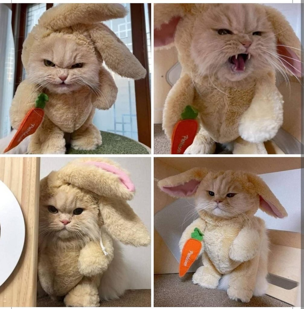 Смешной недовольный кролик