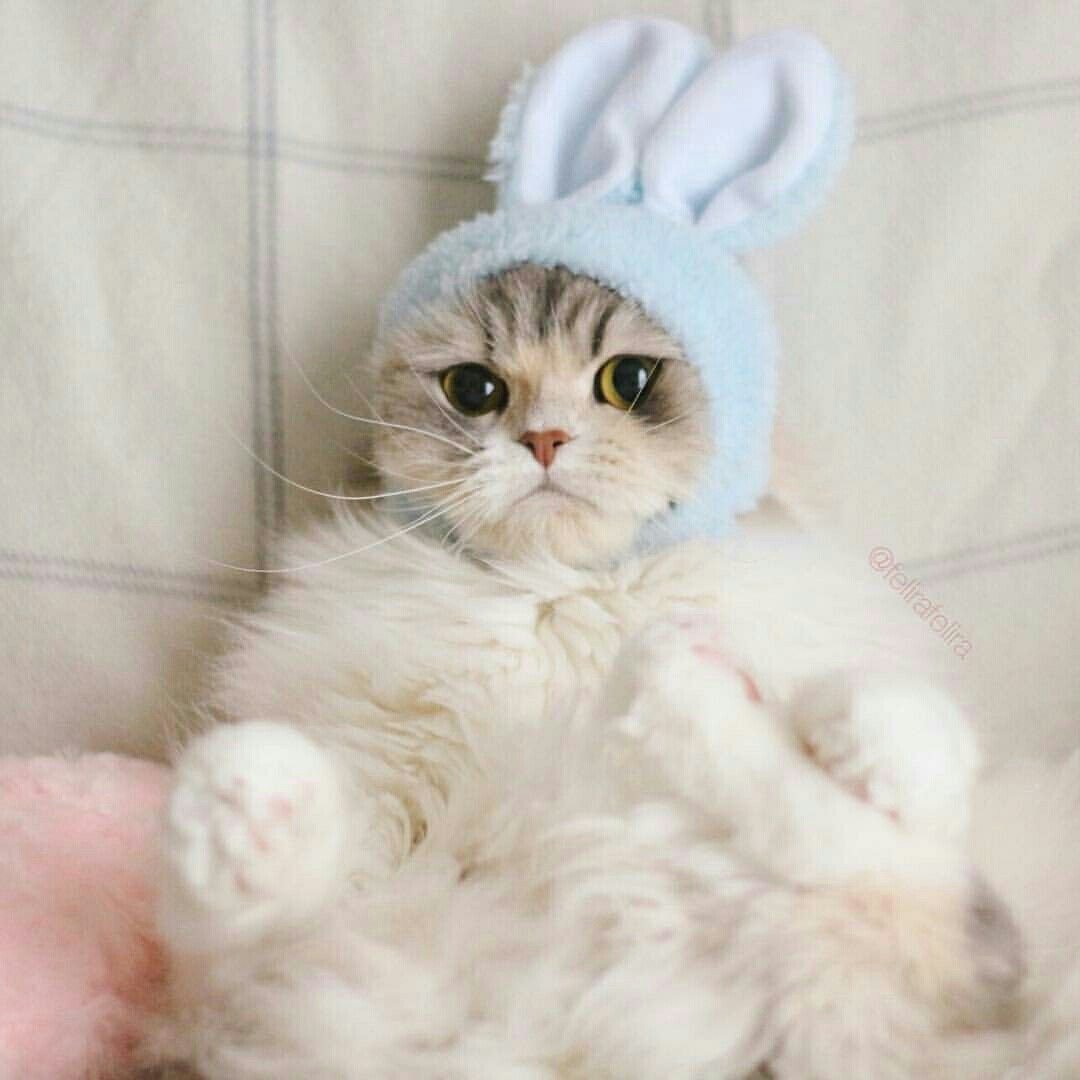 Котозаяц милое фото