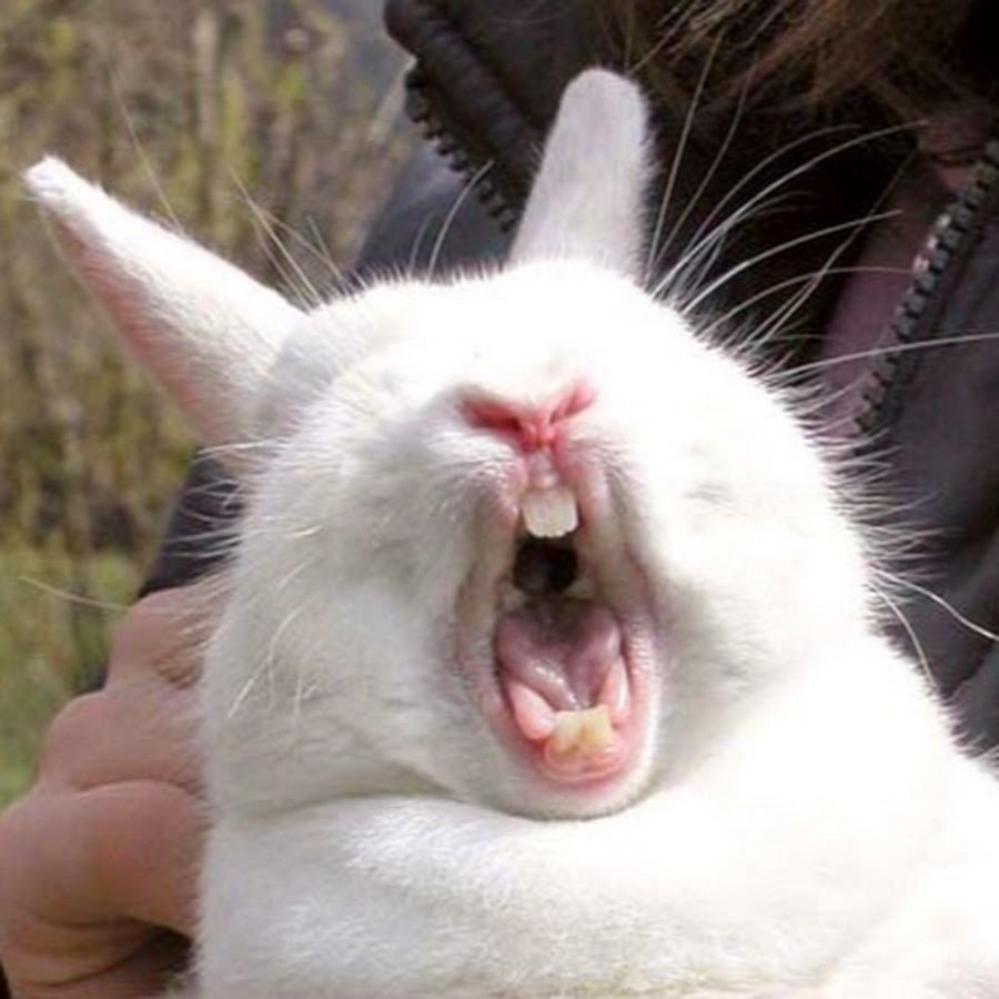 Золотая чаша Золотая кролик