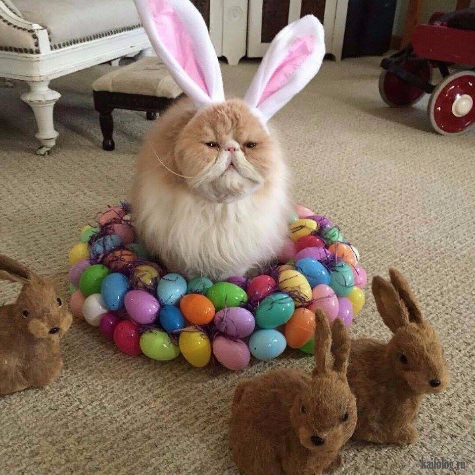 Котозаяц зайцекот