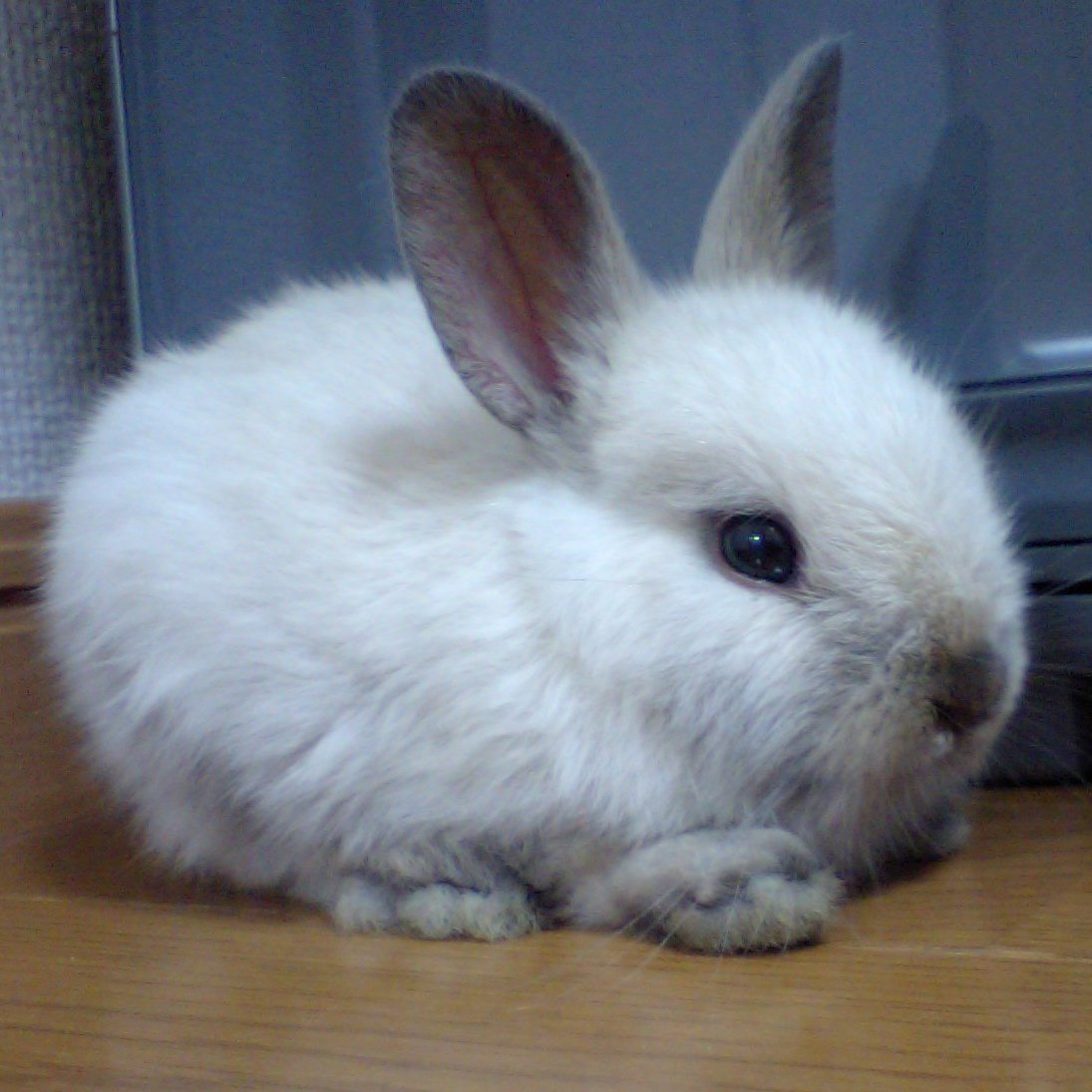 Католик котокролик