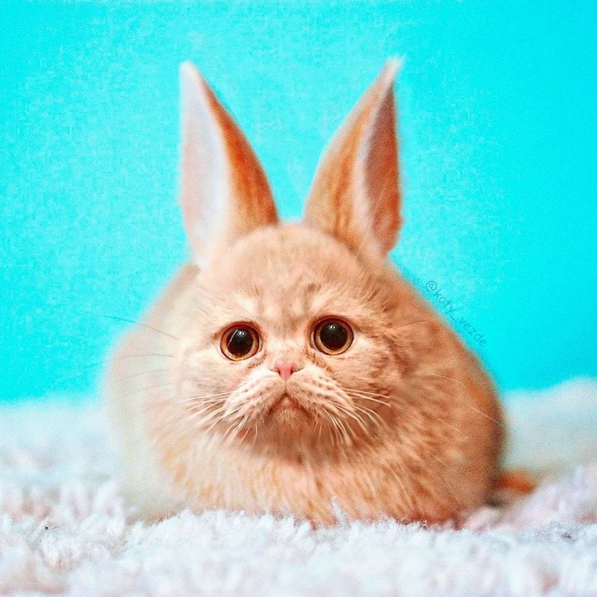 Котенок и Зайчонок