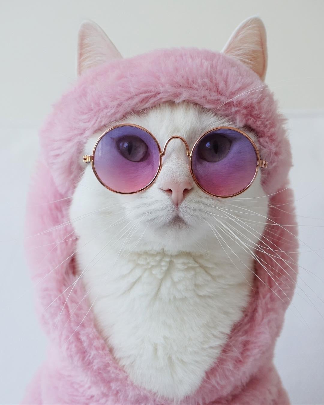 Розовая кошка