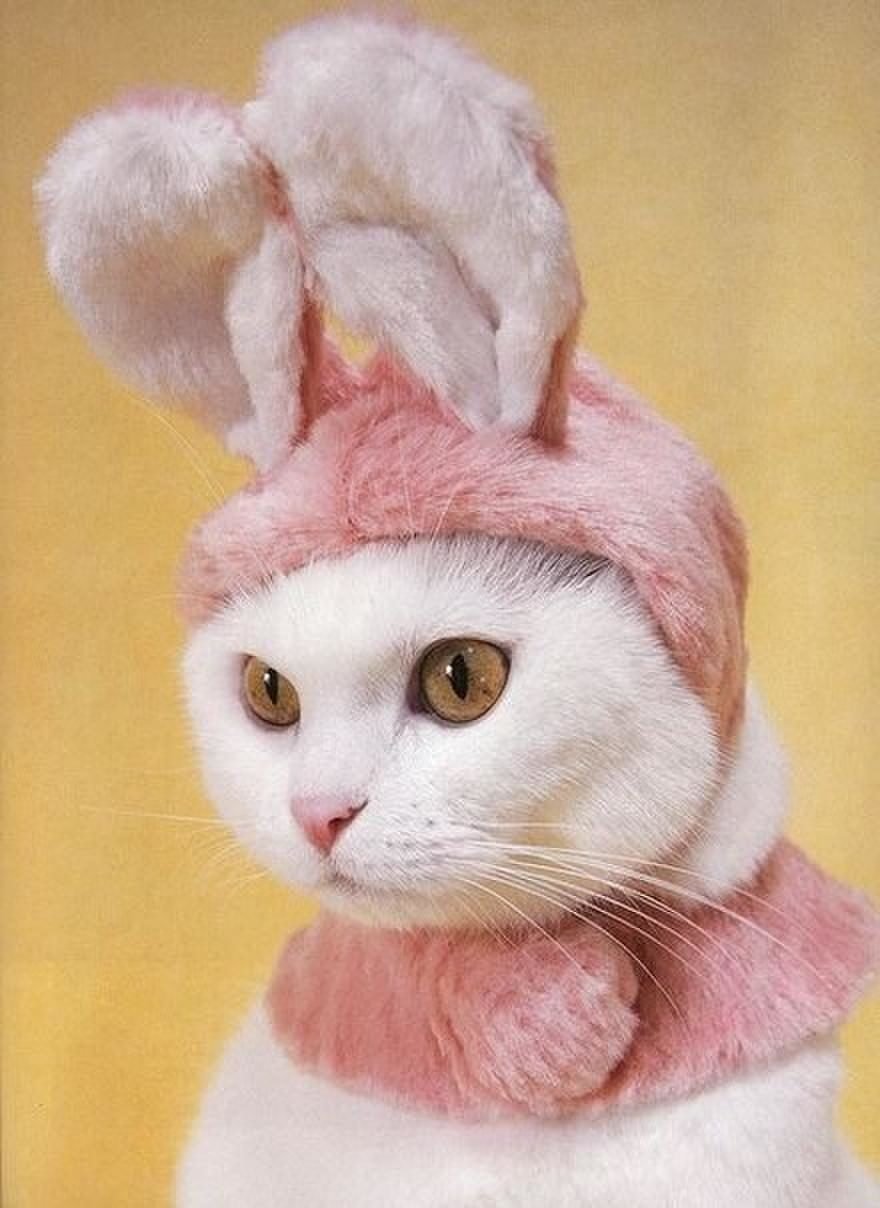 Шапочка кошки