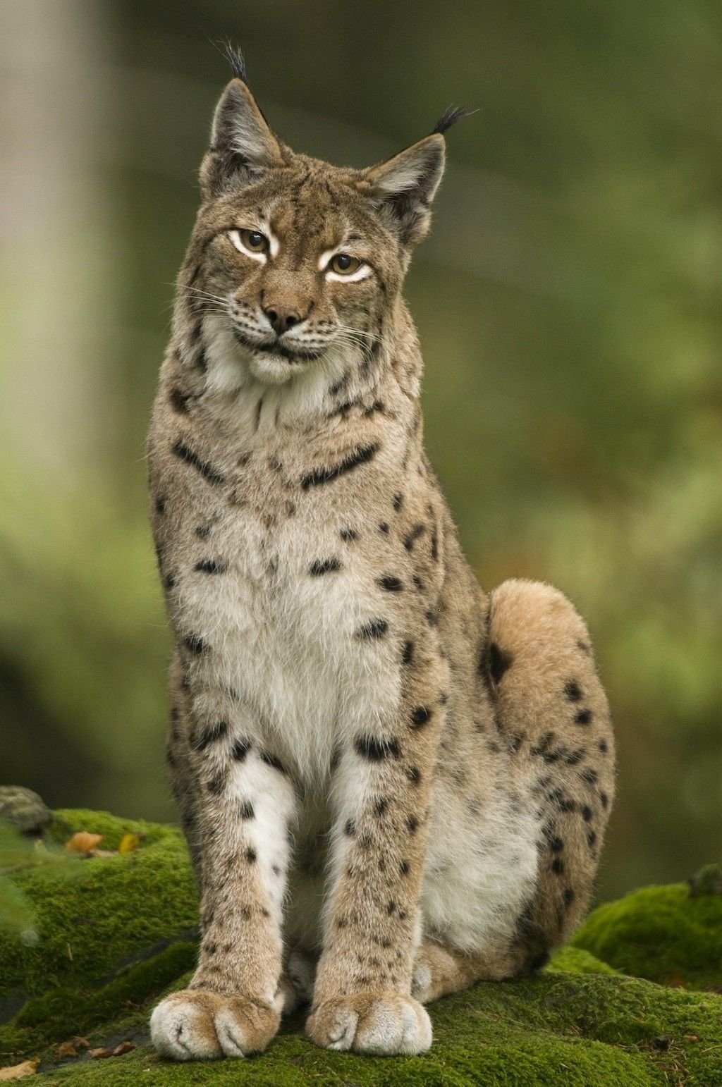 Рысь — Lynx Lynx