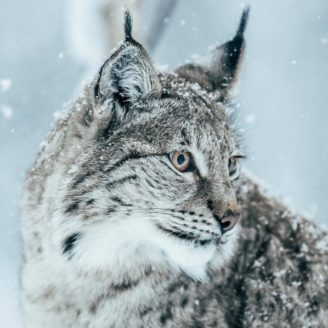 Сибирская Рысь