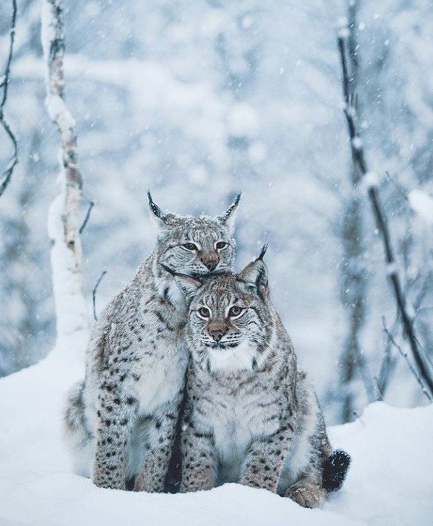 Канадская Снежная Рысь