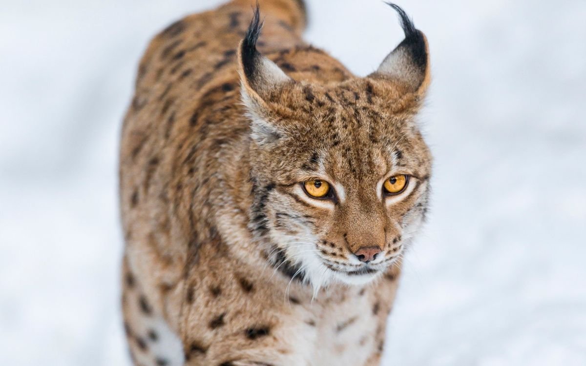 Рысь Felis Lynx