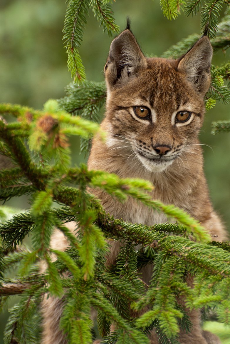 Рысь (Lynx Lynx) в дикой природе