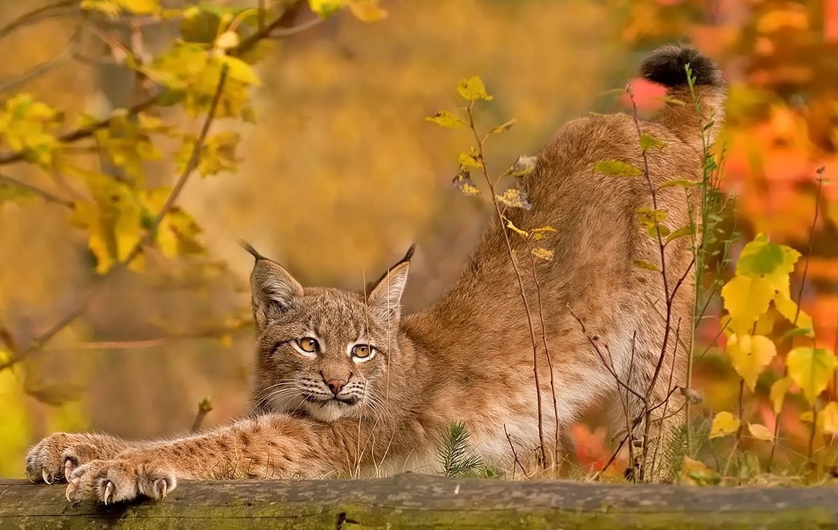 Рысь осенью