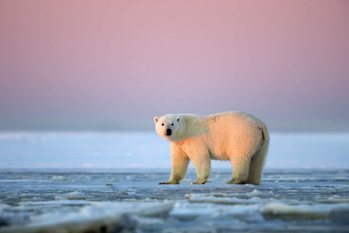 Бухта Ефремова большого арктического заповедника