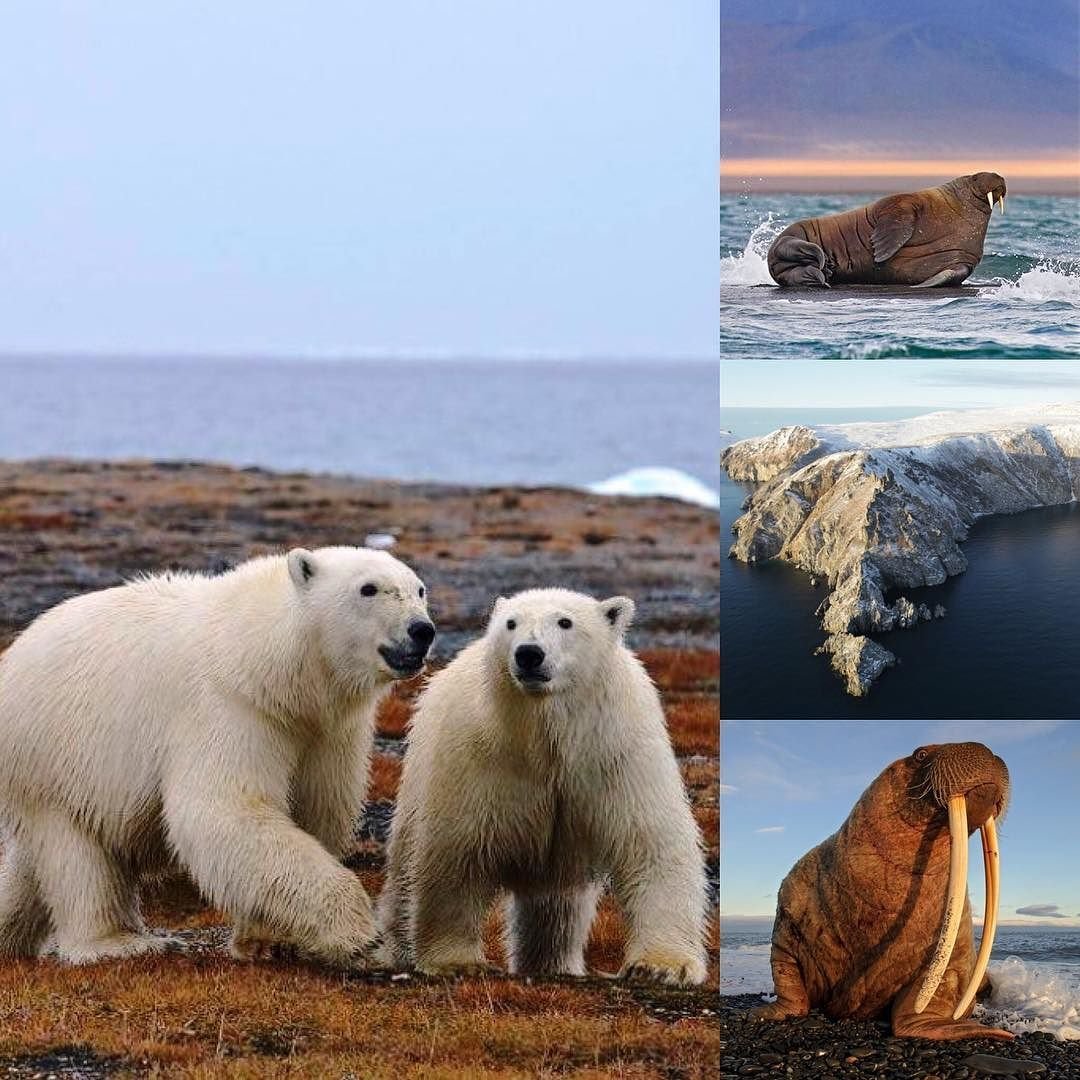 Заповедник «остров Врангеля» (Чукотка)