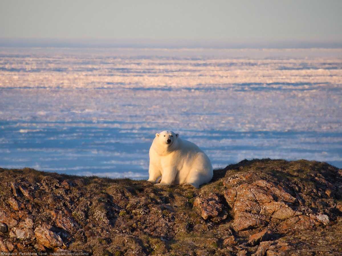 Большой Арктический заповедник России