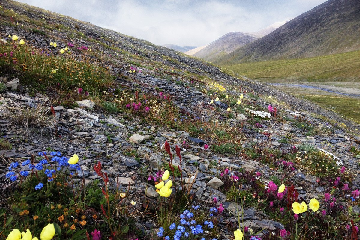 Остров Врангеля Флора