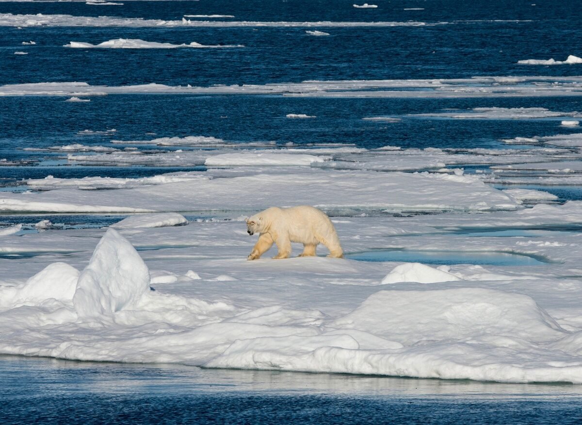 Остров Врангеля животные