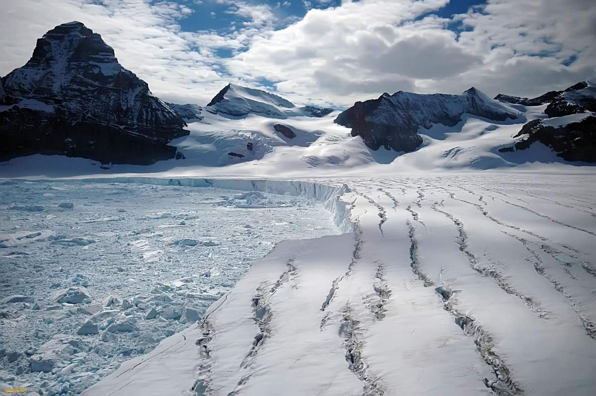 Остров Врангеля родильный дом белых медведей