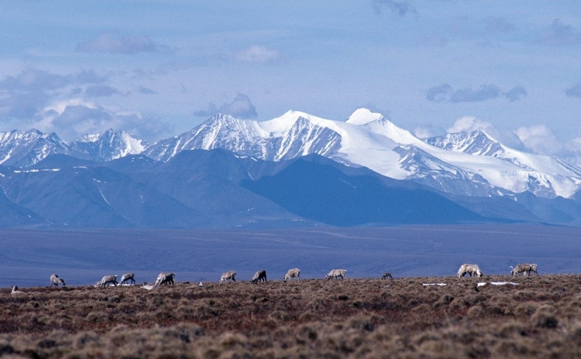 Полярный Шмель большого арктического заповедника