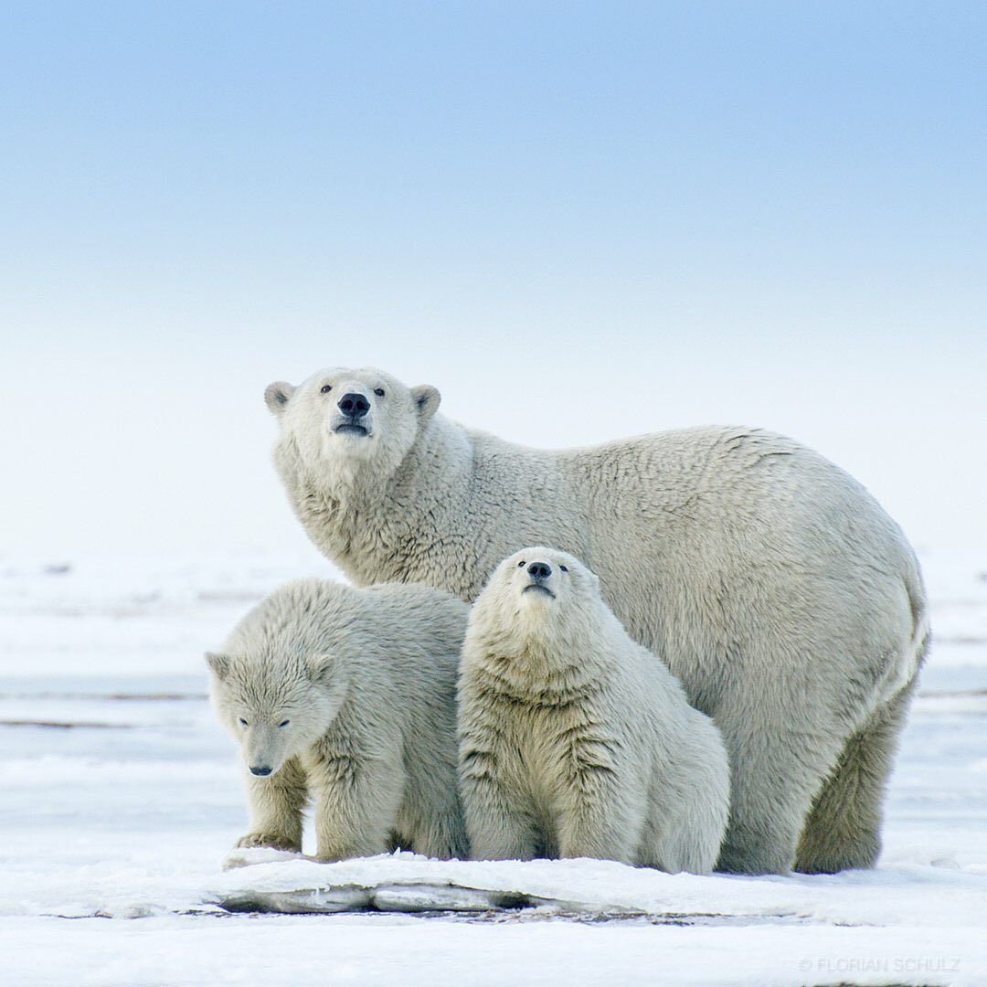 Арктический заповедник Красноярский край