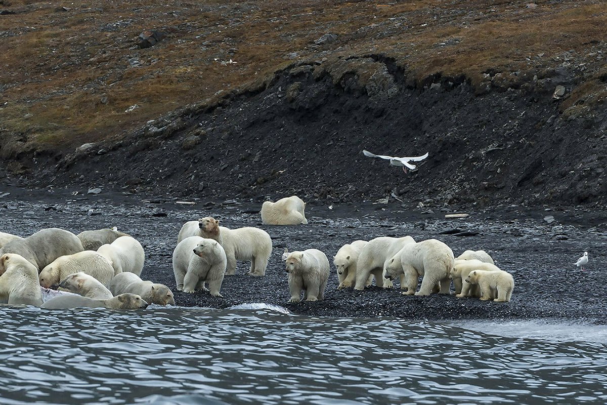 Остров Врангеля заповедник