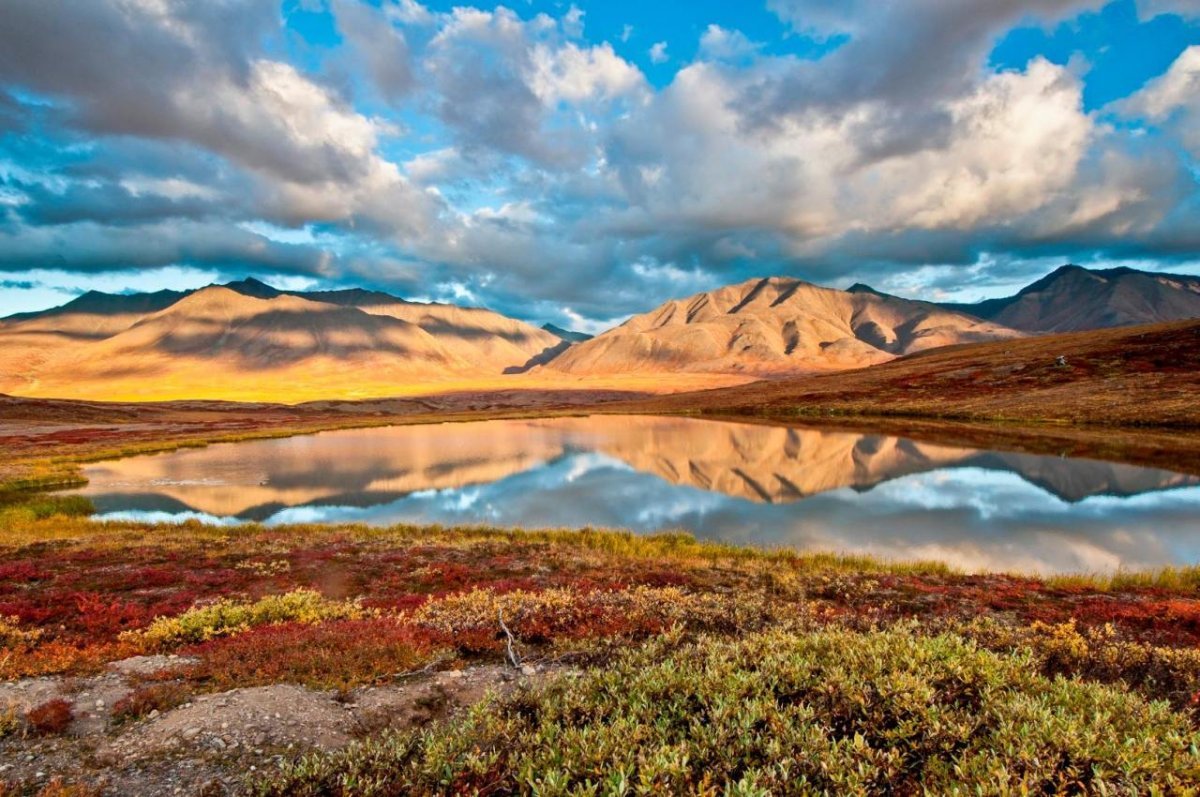 Арктический заповедник белый медведь