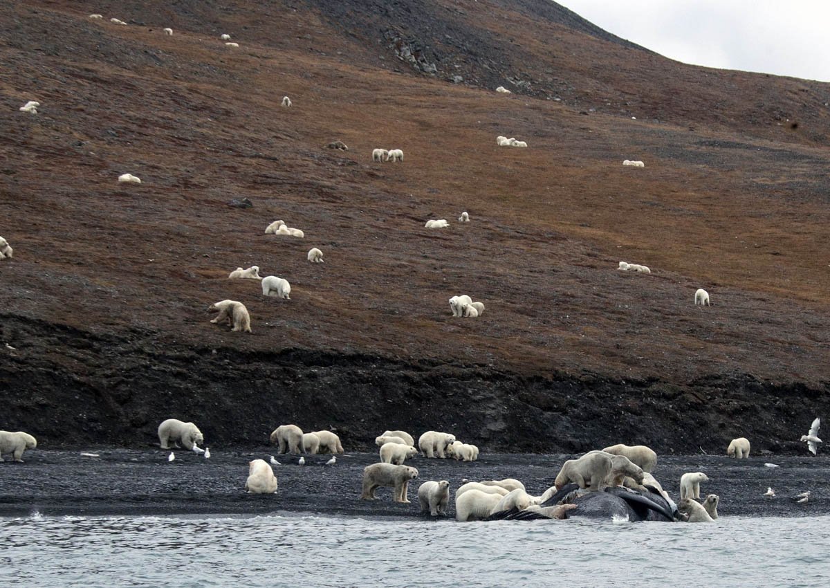 Земля Франца Иосифа моржи