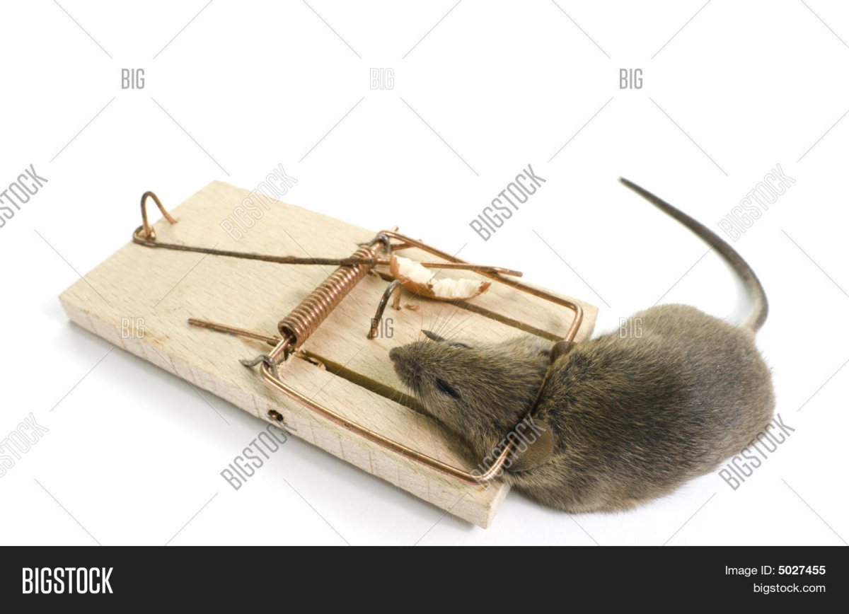 Мышь в мышеловке