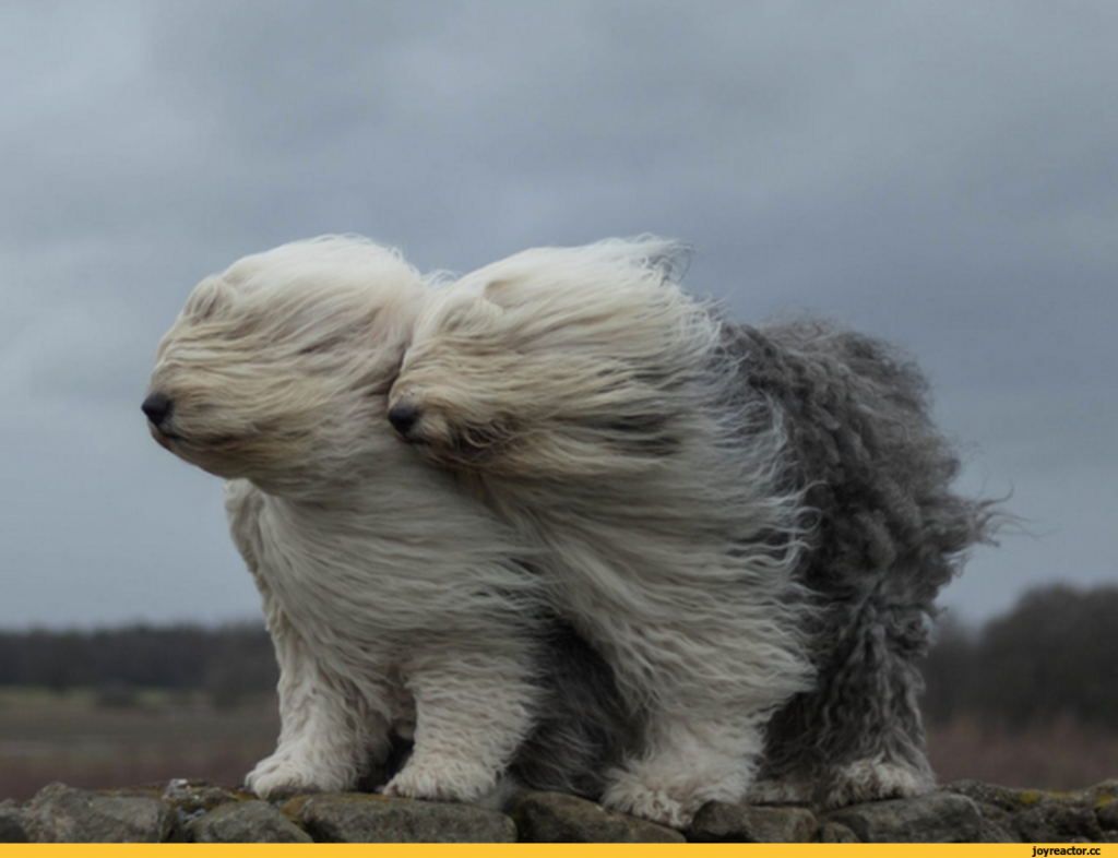 Унесенные ветром прикол