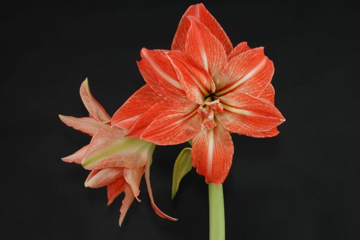 Амариллис леди Джейн