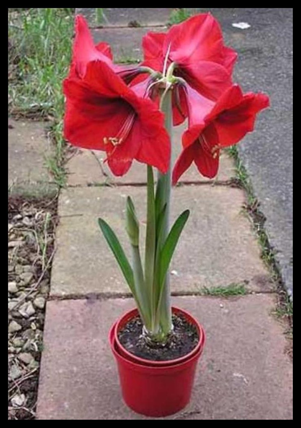 Гиппеаструм красный крупнолистовой