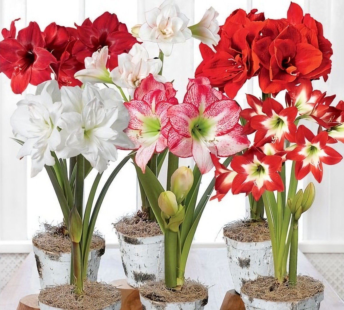 Цветы в горшках