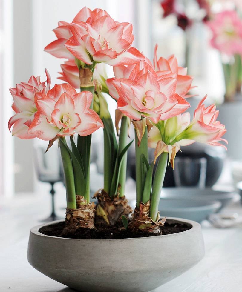 Гиппеаструм амариллис