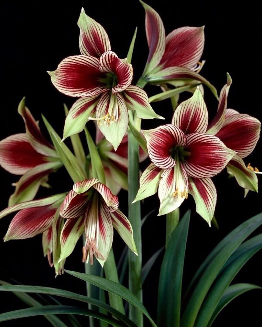 Амариллис (гиппеаструм) Папилио