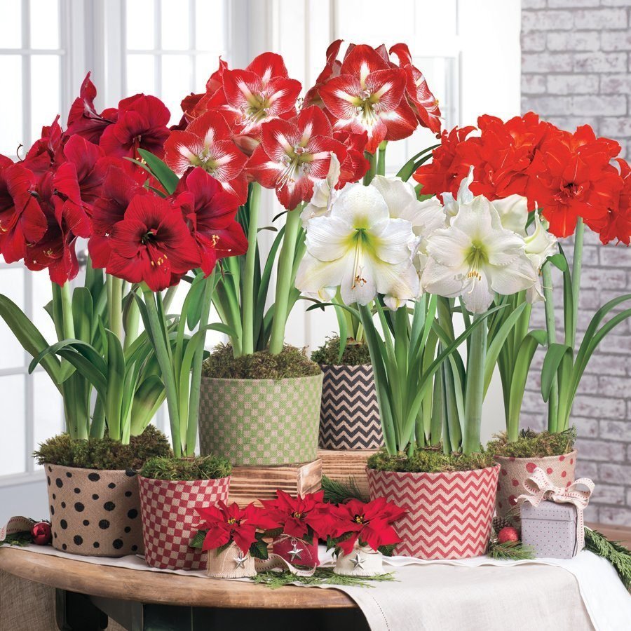 Цветок гиппеаструм амариллис