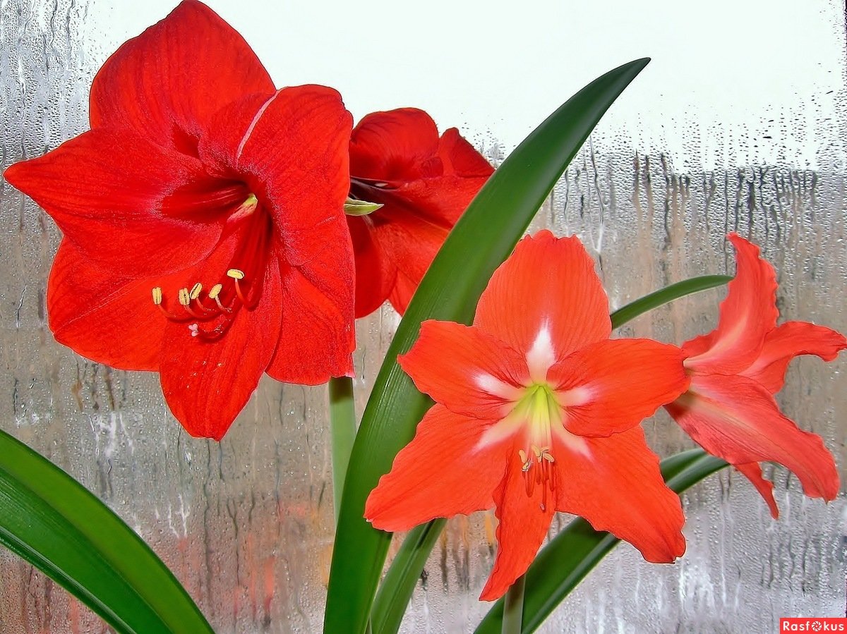 Амариллис Валотта