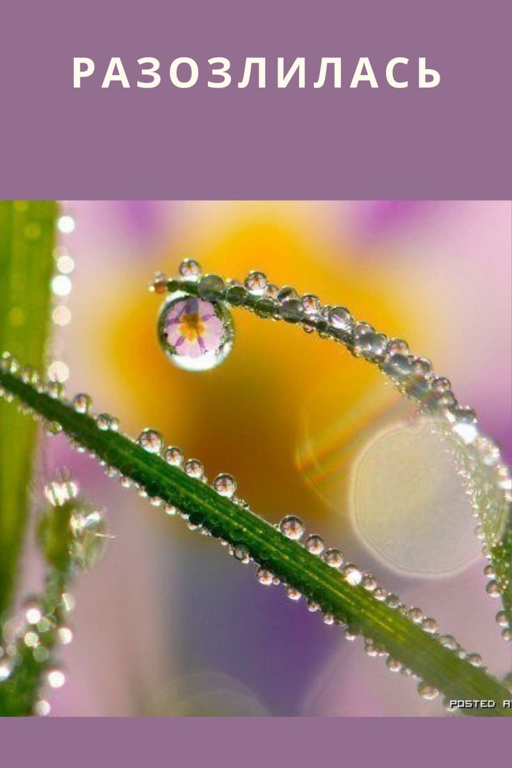 Ромашка это Живая природа