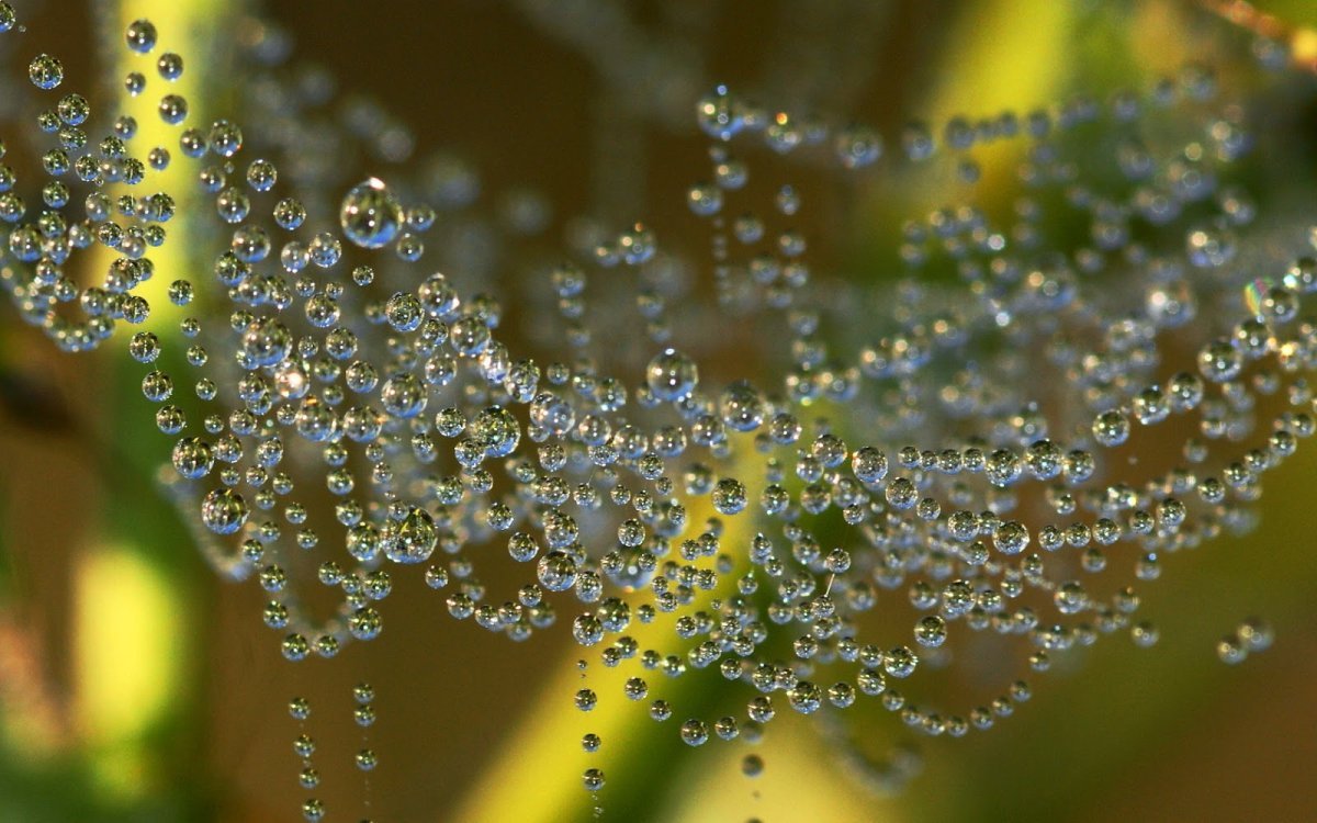 Макросъёмка цветы