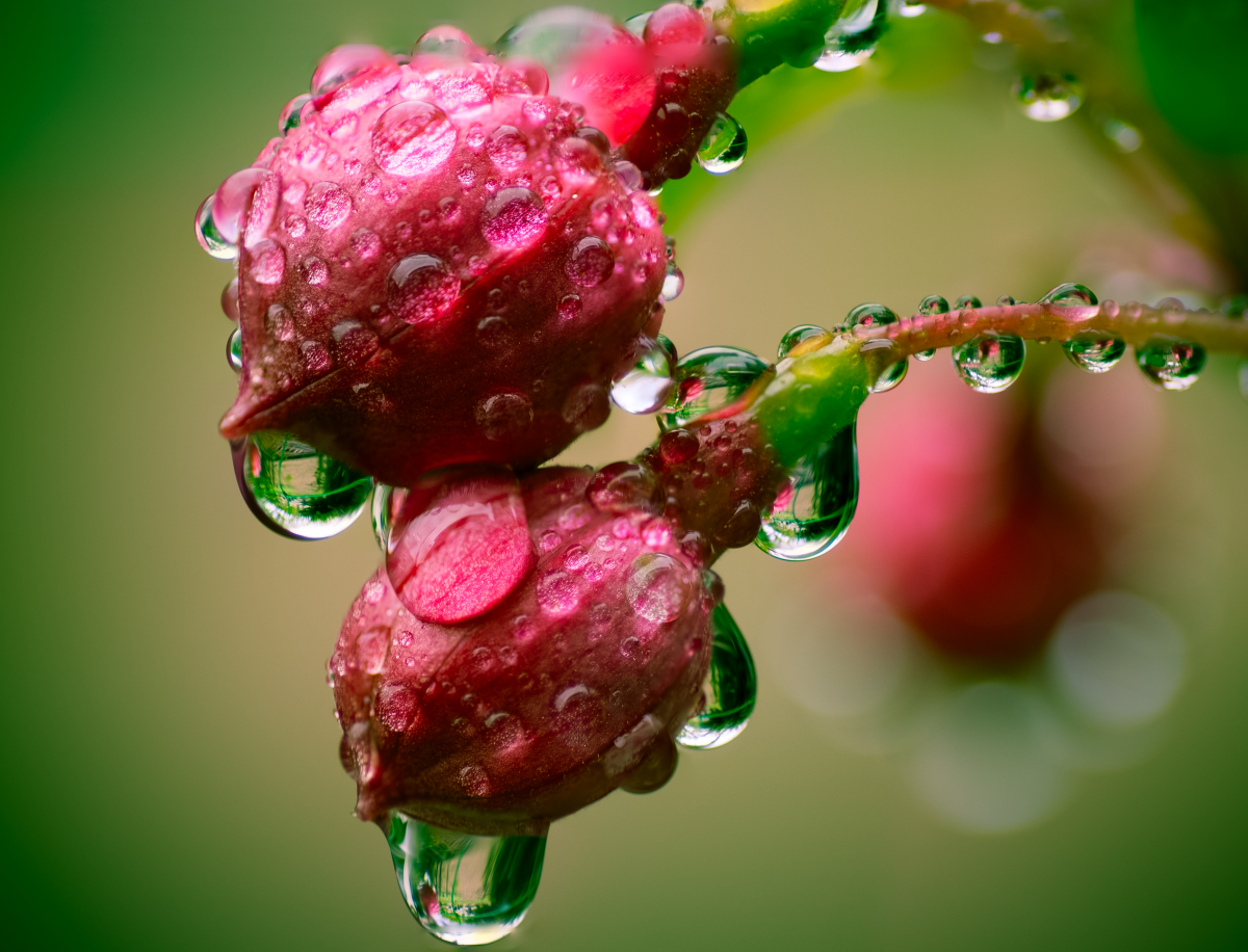 Капля на цветке