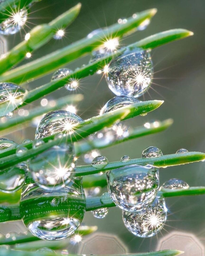 Красивая Ромашка с росой