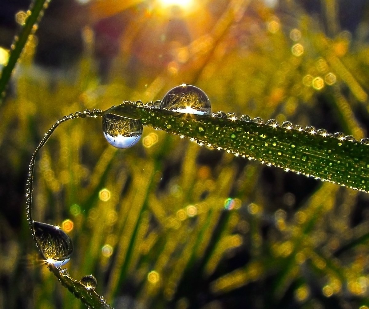 Цветы с капельками воды