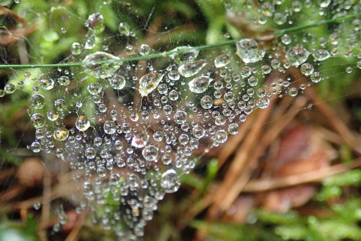 Ромашка с капелькой росы