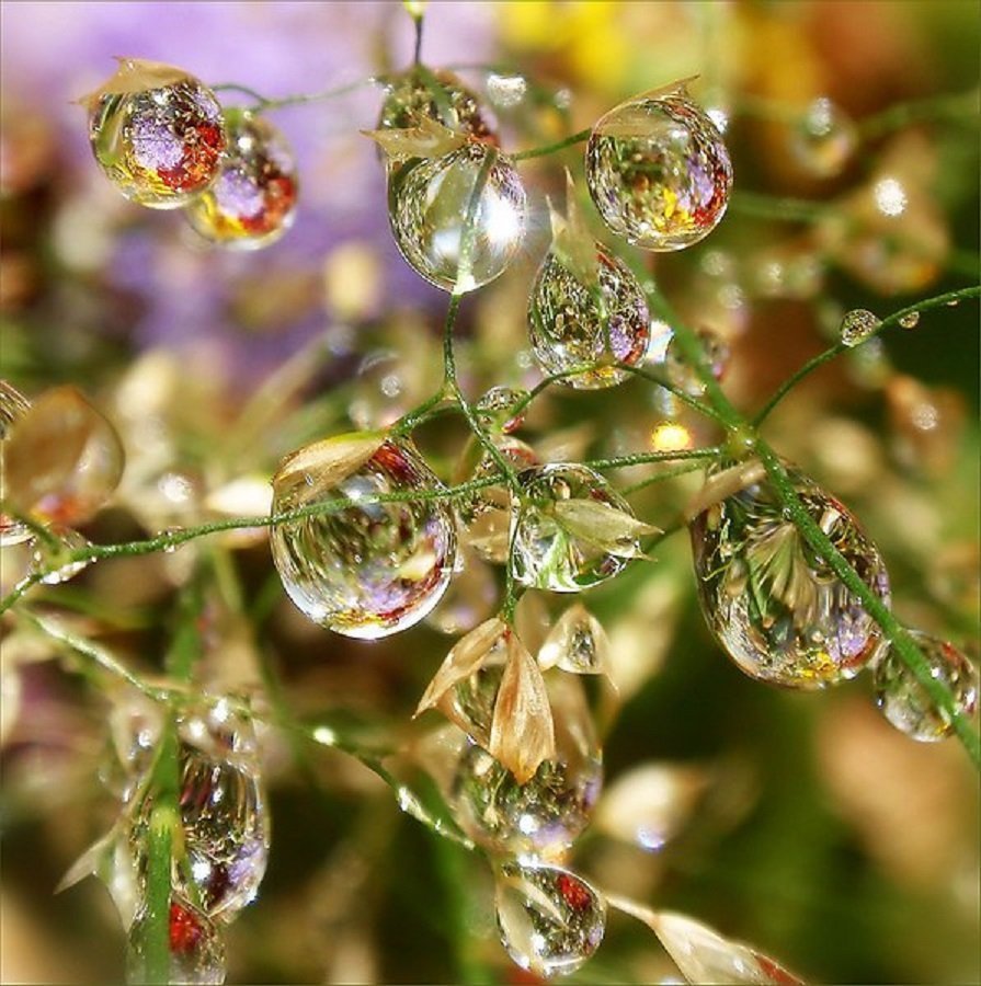 Красота в капельке воды