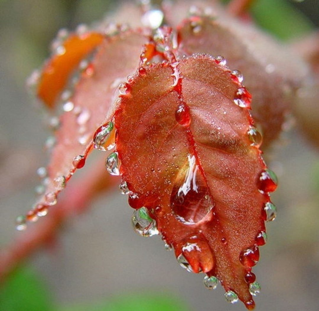 Красивая роза в росе