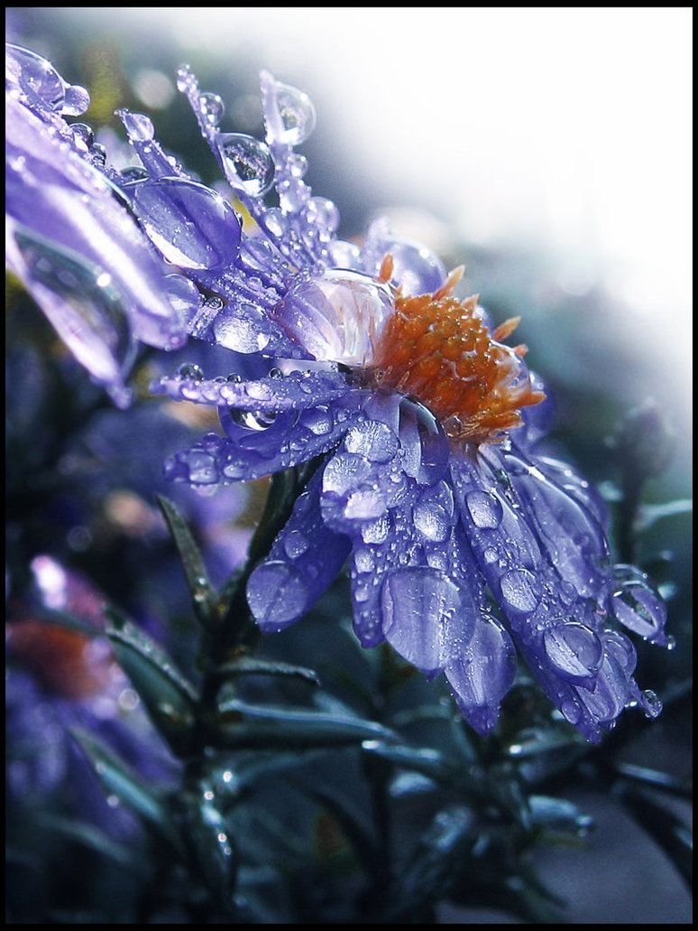 Роса на цветах