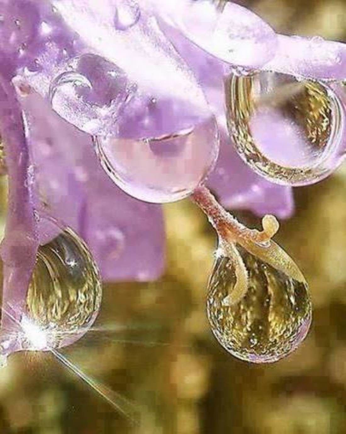 Рамки для фото . Тема - капли росы